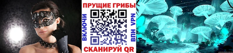 Псилоцибиновые грибы Cubensis Междуреченск